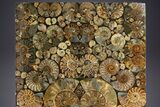 Eye-Catching, Cut and Polished Ammonite Fossil Coffee Table #303664-3